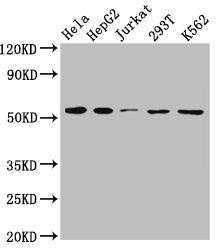SLC16A1 Antibody