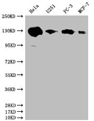 PKN2 Antibody