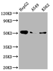 F9 Antibody