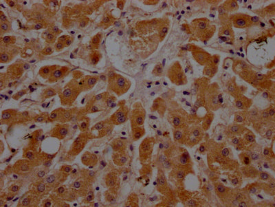 APOC3 Antibody