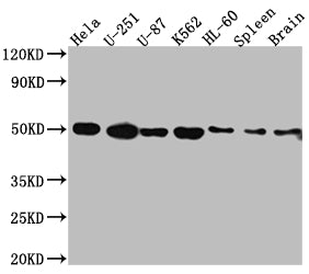 DRD3 Antibody
