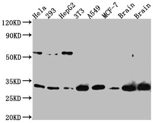PGAM1 Antibody