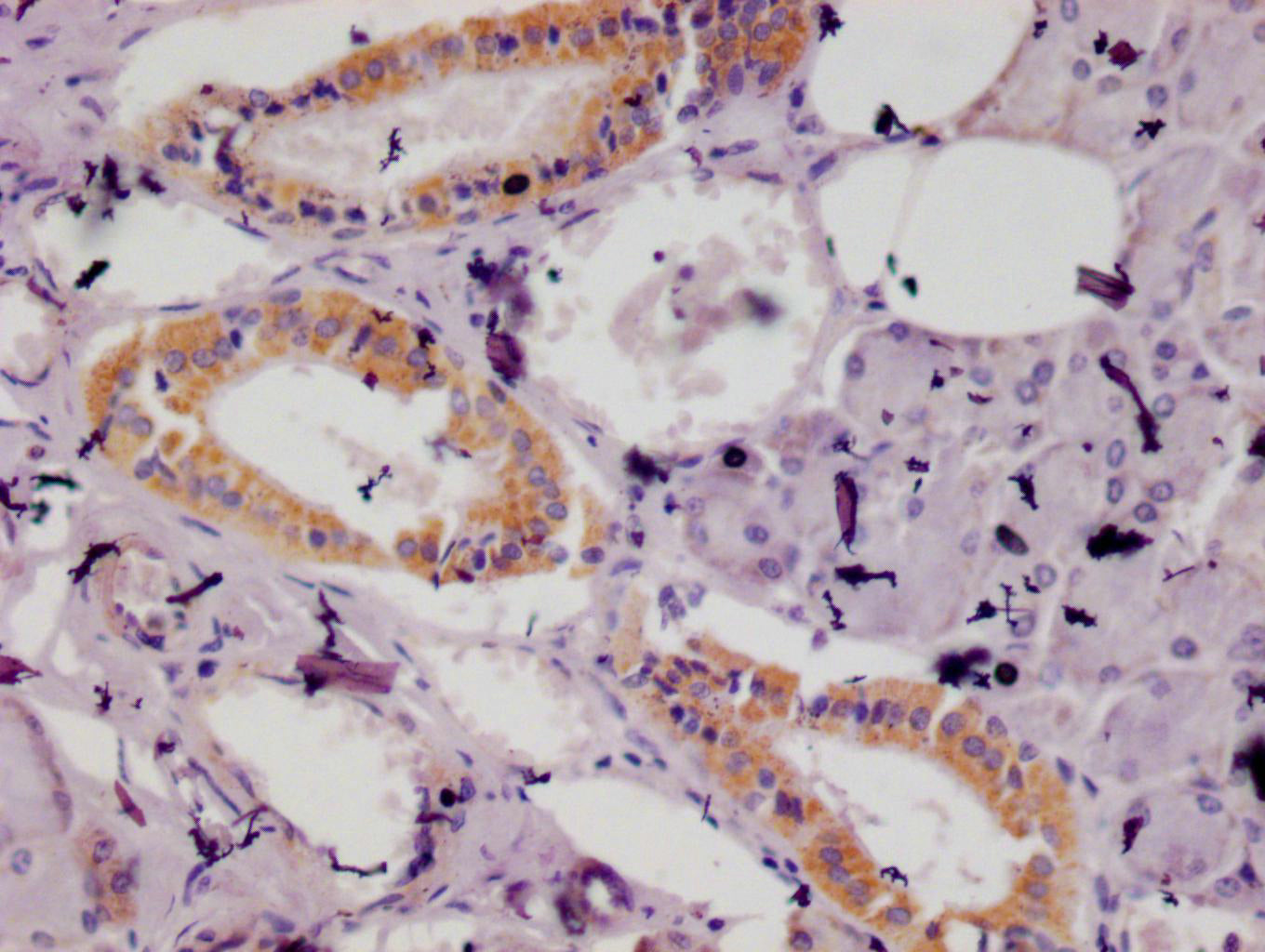 ISG15 Antibody