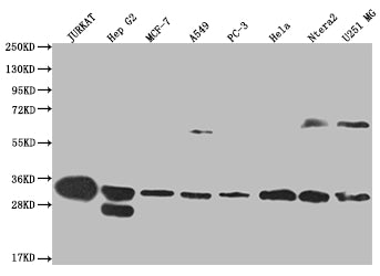 PSME1 Antibody