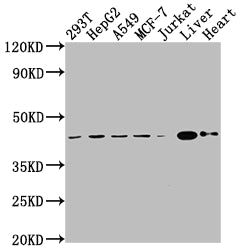 AGTR2 Antibody