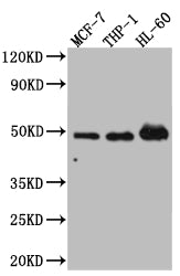 VDR Antibody