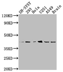 OPRD1 Antibody
