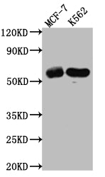 HDAC2 Antibody