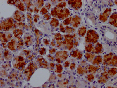 LTF Antibody