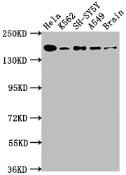 APC Antibody