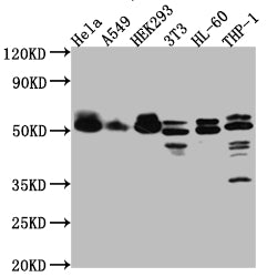 MAPKAPK2 Antibody
