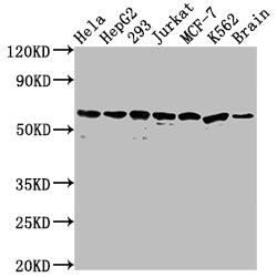 HSPD1 Antibody