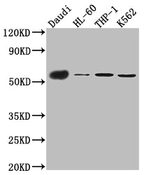CD27 Antibody
