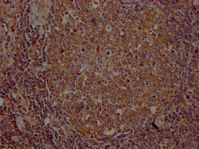 ITK Antibody