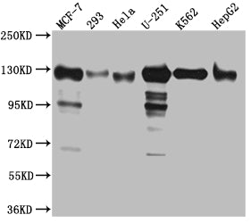 KIF11 Antibody