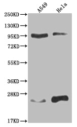 KDM1B Antibody