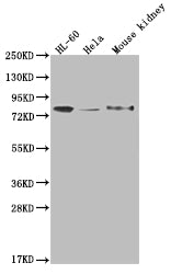 OS9 Antibody