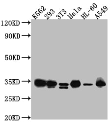 CDK2 Antibody