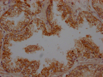 PLAU Antibody