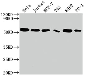 CDC37 Antibody