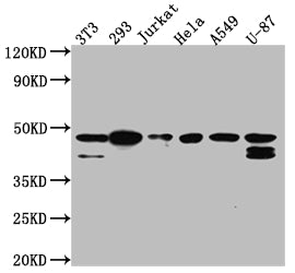 CSNK2A1 Antibody