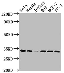 CDK4 Antibody