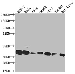 MAS1L Antibody