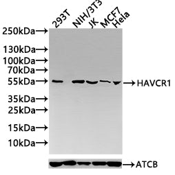 HAVCR1 Antibody