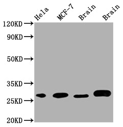 GRB2 Antibody