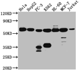 PTBP1 Antibody