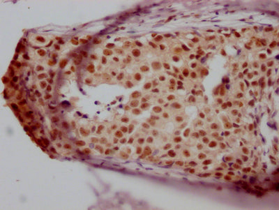JUNB Antibody