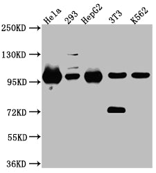 STAT6 Antibody
