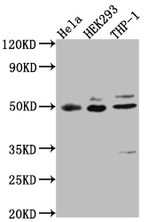 MAPKAPK2 Antibody