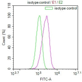 GALT Antibody