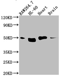 TINF2 Antibody