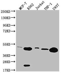HMBS Antibody