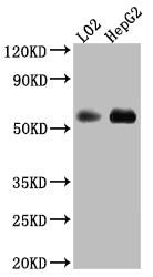 MAOB Antibody