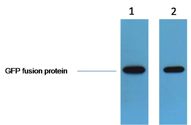 GFP-Tag Rabbit pAb