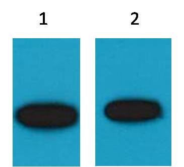 GFP-Tag Mouse pAb