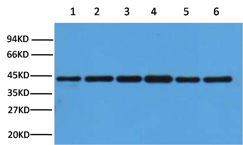 β-actin  Rabbit pAb