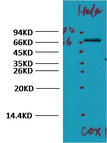 COX1/Cyclooxygenase 1  Rabbit pAb