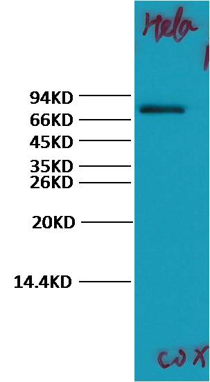 COX2/Cyclooxygenase 2  Rabbit pAb