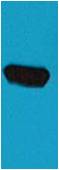 BFP-Tag Mouse pAb