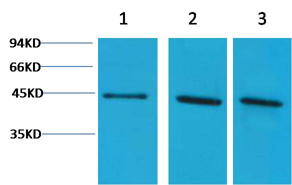α-Skeletal Muscle Actin  Rabbit pAb