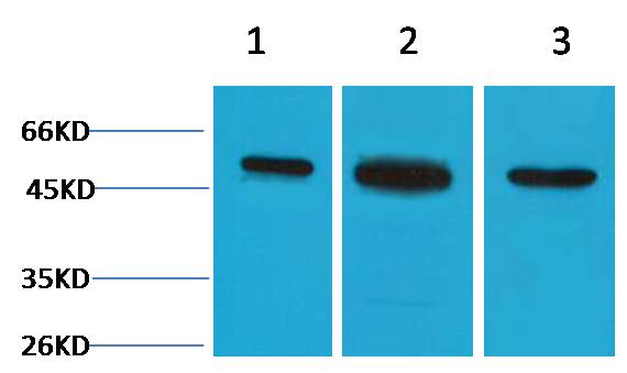 β II Tubulin Rabbit pAb
