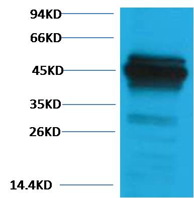 Cytokeratin 18 Rabbit pAb