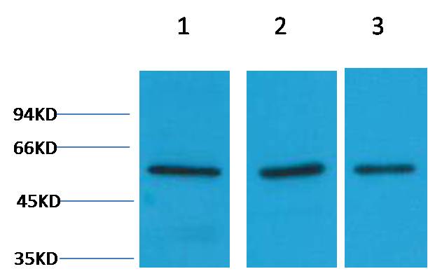 Vimentin Rabbit pAb