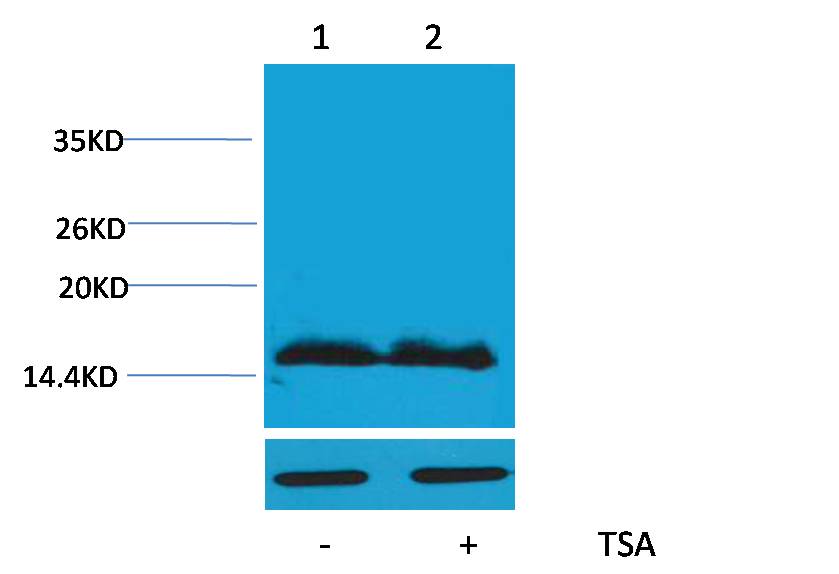 Histone H4(Acetyl Lys91)  Rabbit pAb