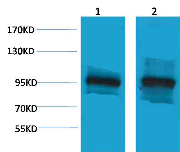β-Catenin Rabbit pAb