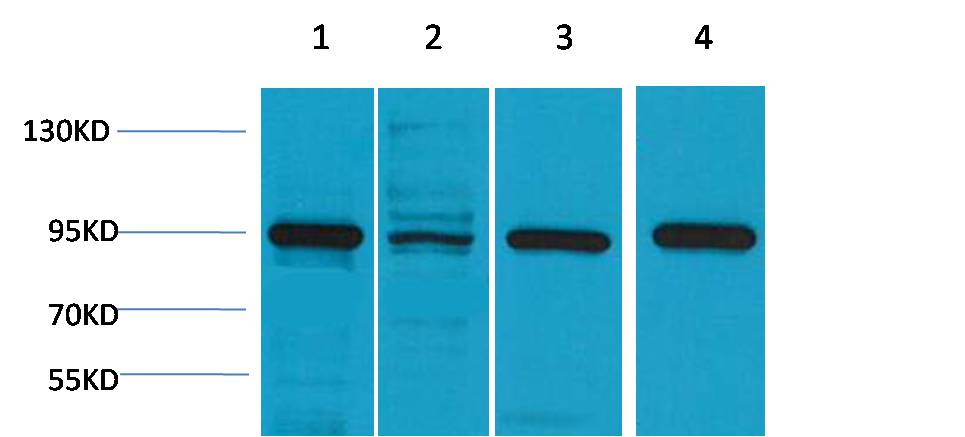 HSP90 α  Rabbit pAb